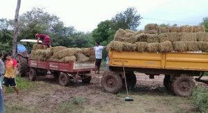 ASISTENCIA FORRAJES