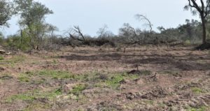 deforestacion-el-impenetrable-1024x684