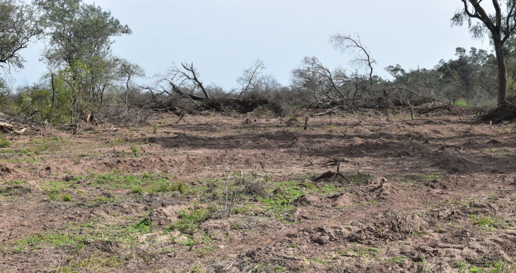 deforestacion-el-impenetrable-1024x684