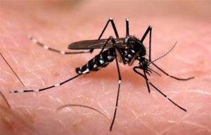 dengue