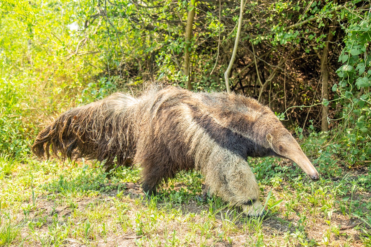 Chaco podría ser epicentro del corredor ecoturístico más grande de  Sudamérica», sostienen desde la Fundación Rewilding Argentina –  DIARIOCASTELLI