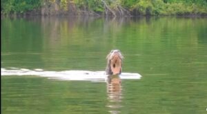 nutria giante