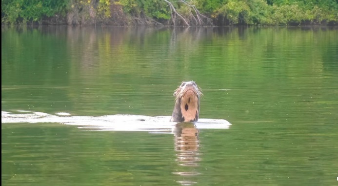 nutria giante