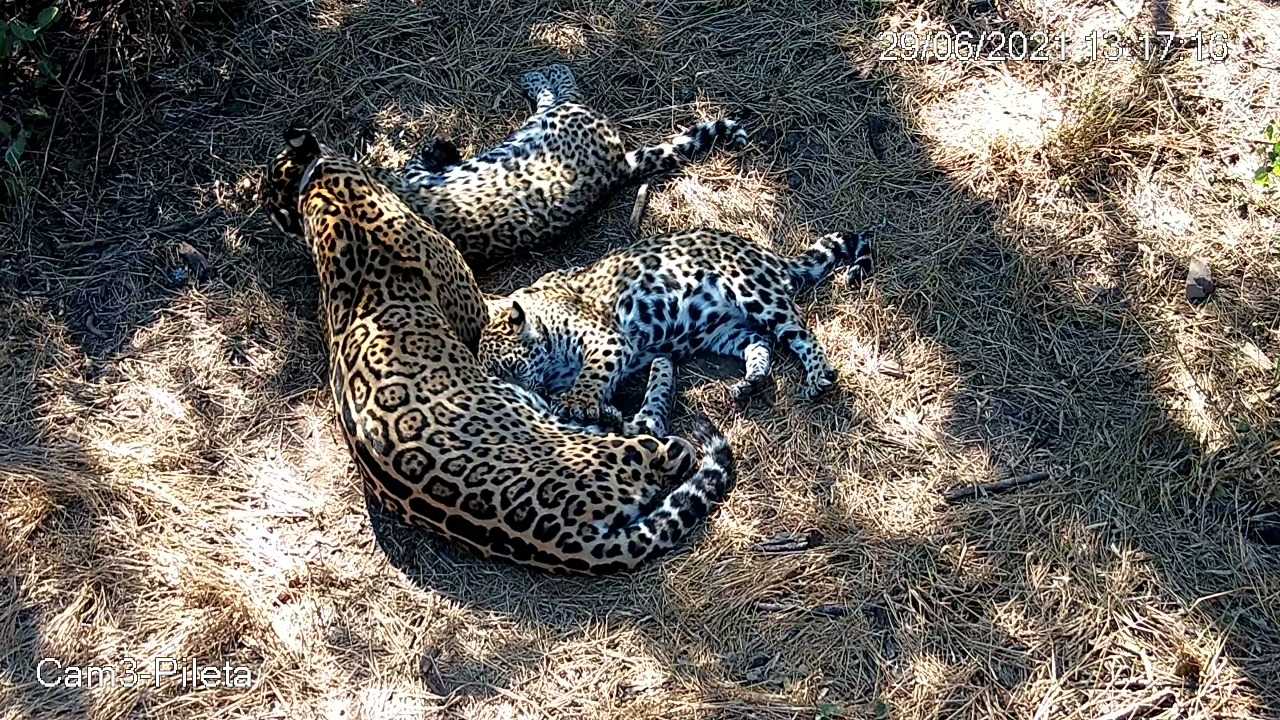 NALA Y TAKAJAI