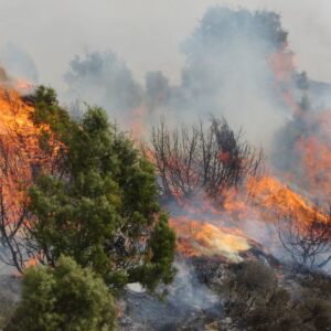 INCENDIO FORESTALES