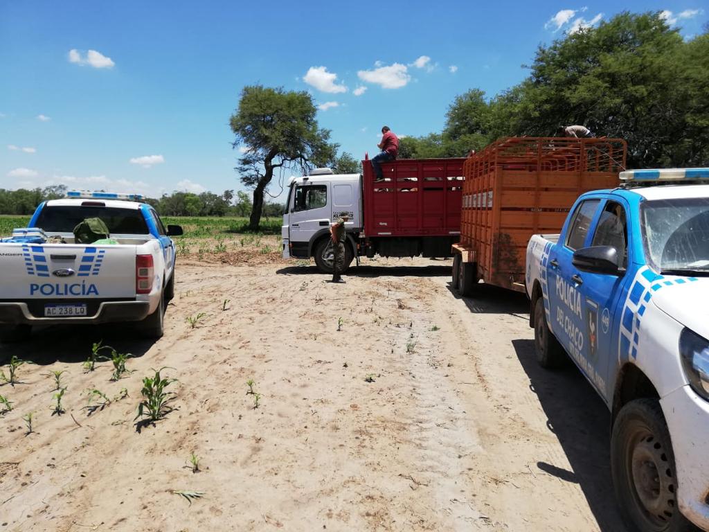 SECUESTRO GANADO 1