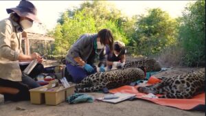 recuperacion yaguarete