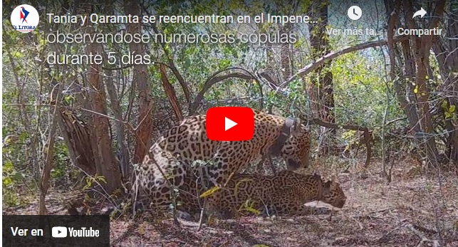 tania y qaramta