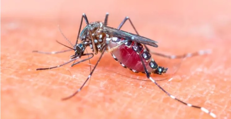 dengue