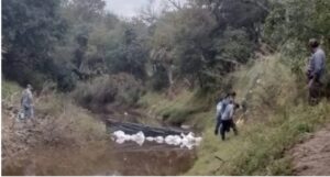 informe peritos