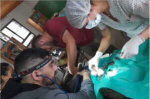 veterinarios