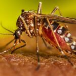 Alarmante: Chaco es la provincia con más casos registrados de dengue en todo el país
