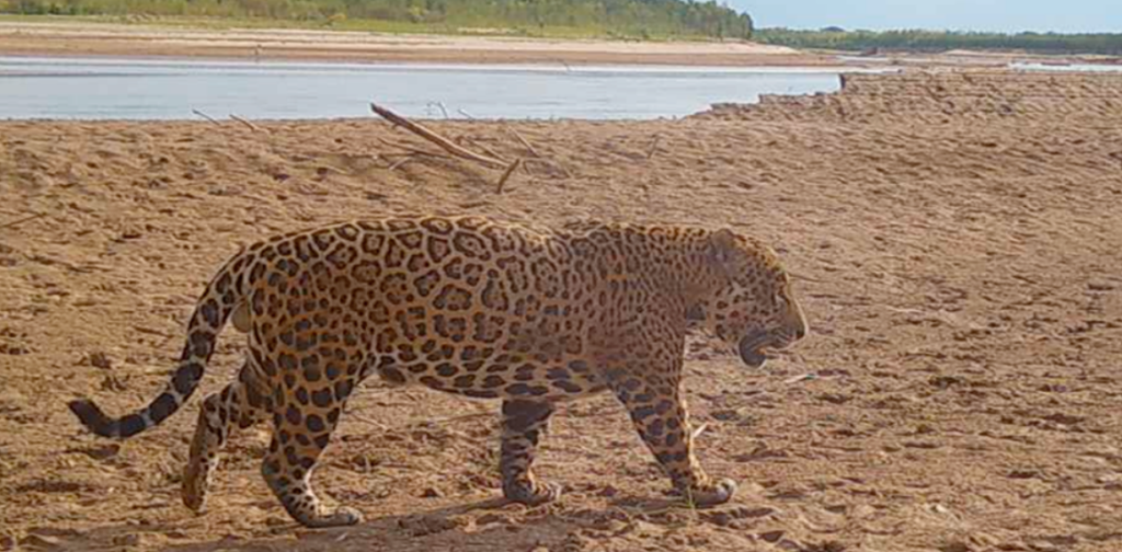 yaguarete