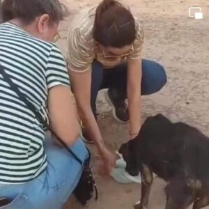 ASISTENCIA PERRO