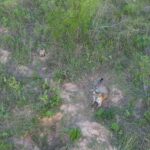 Quiyoc ya vive libre en el Parque Nacional El Impenetrable