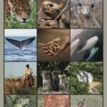 Fundación Rewilding: El año 2025 nos forzó a reflexionar, repensar nuestros logros, revisar nuestro legado