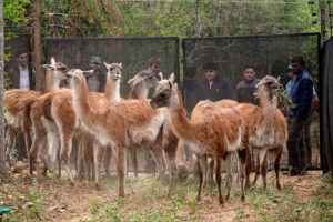 Fauna-GuanacosImpenetrable