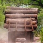 Preocupación en el sector maderero chaqueño por la suspensión de permisos forestales: “No podemos vivir de cautelares en cautelares”